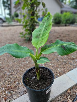 Dwarf Banana (Dwarf Cavendish)
