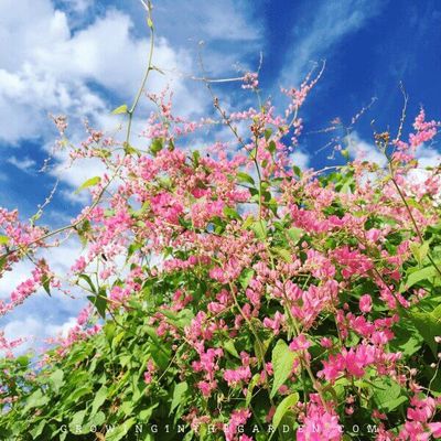 Coral Vine