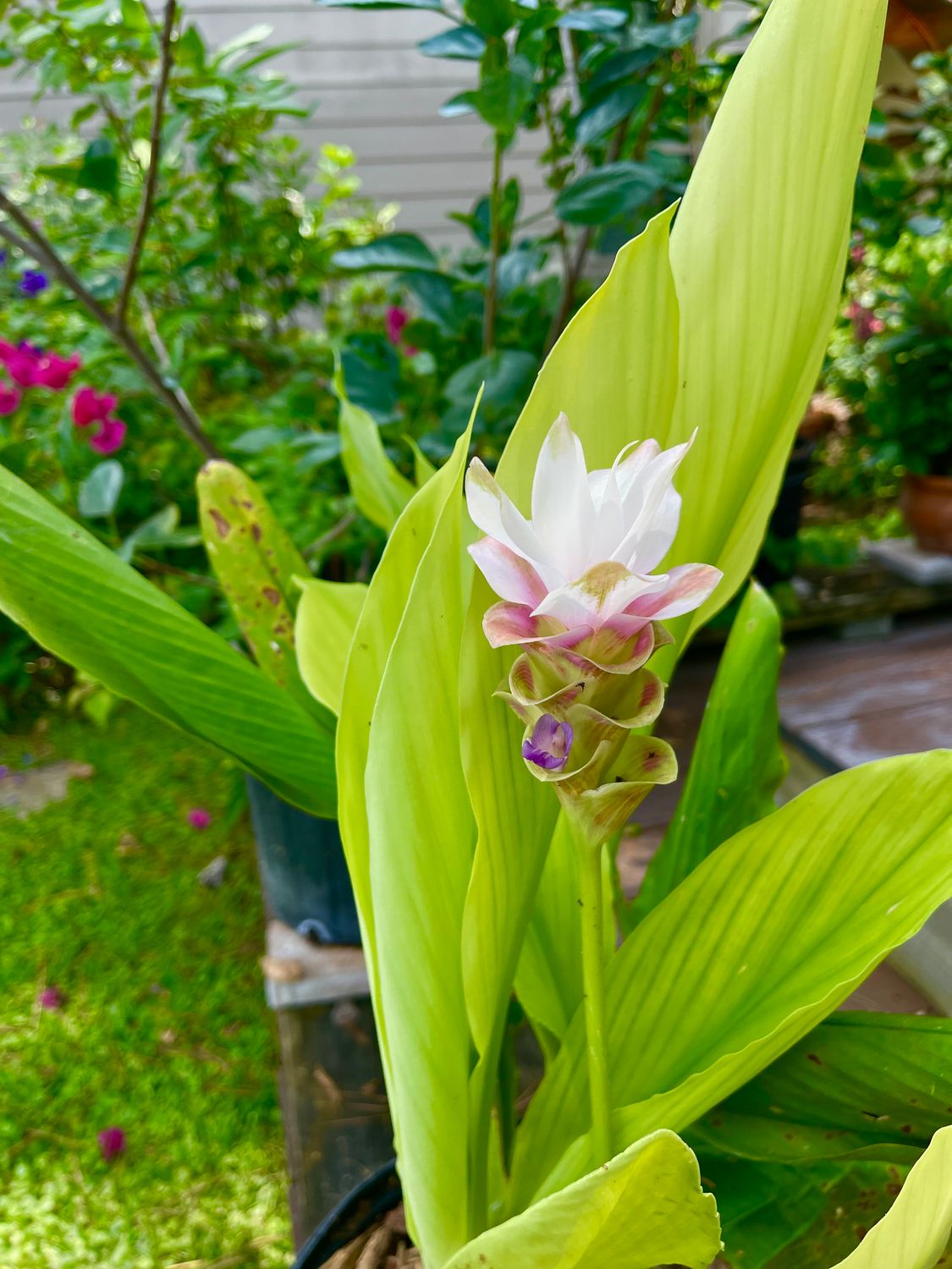 Curcuma, White with Purple Tinge