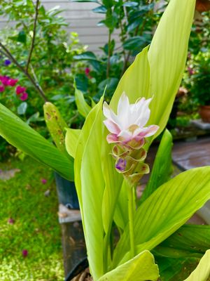 Curcuma, White with Purple Tinge