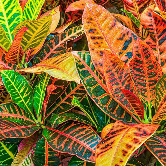 Croton