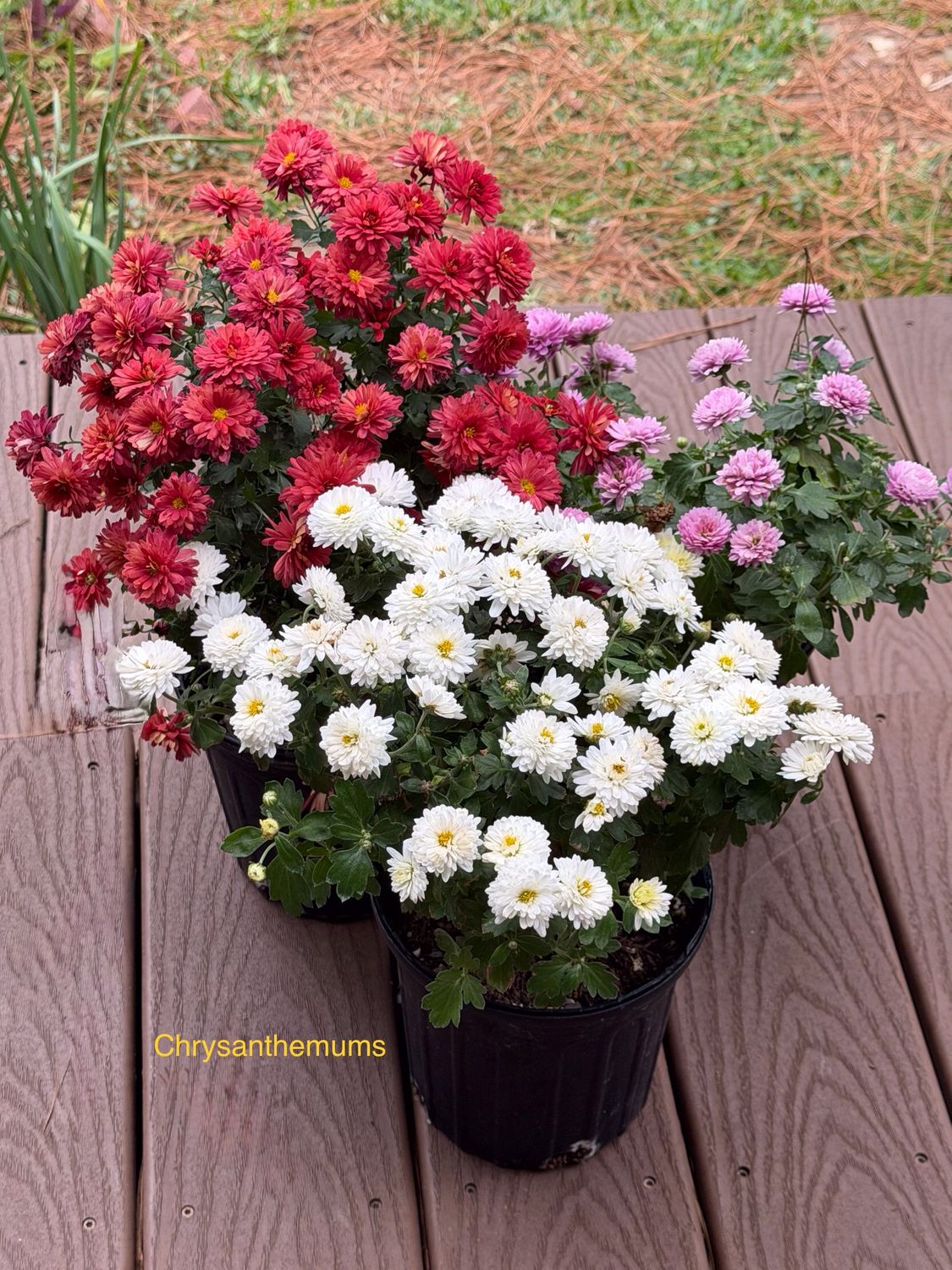 Chrysanthemums Red