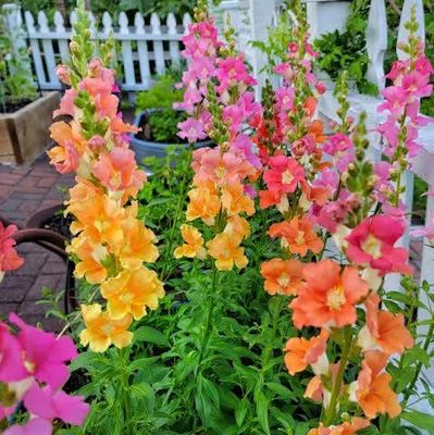 Snapdragons