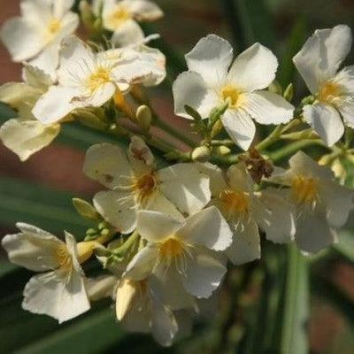 Oleander, Cream &amp; Yellow