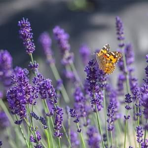 Lavender