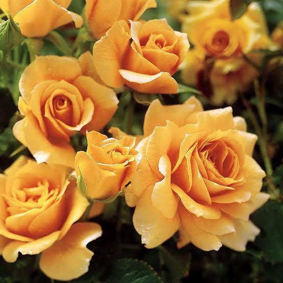 Rose, “Honey Perfume”