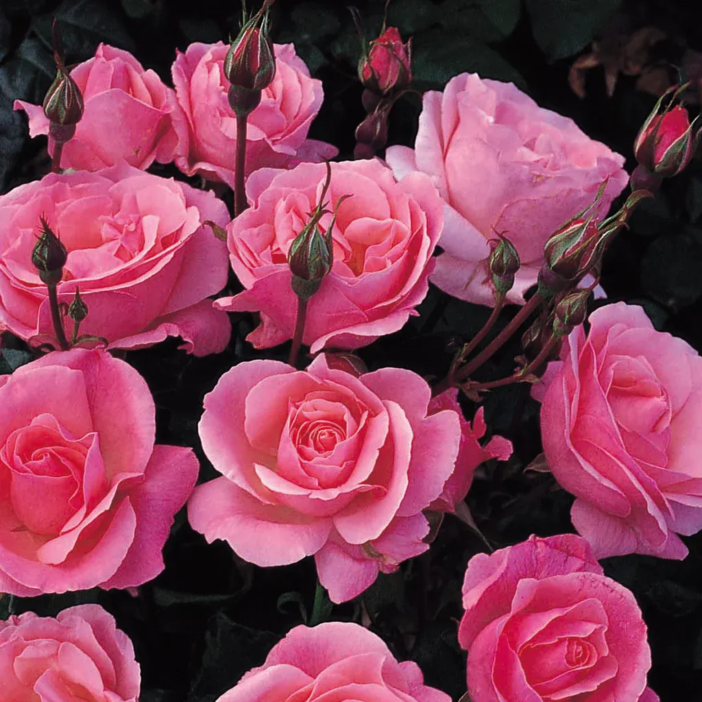 Rose, “Queen Elizabeth”