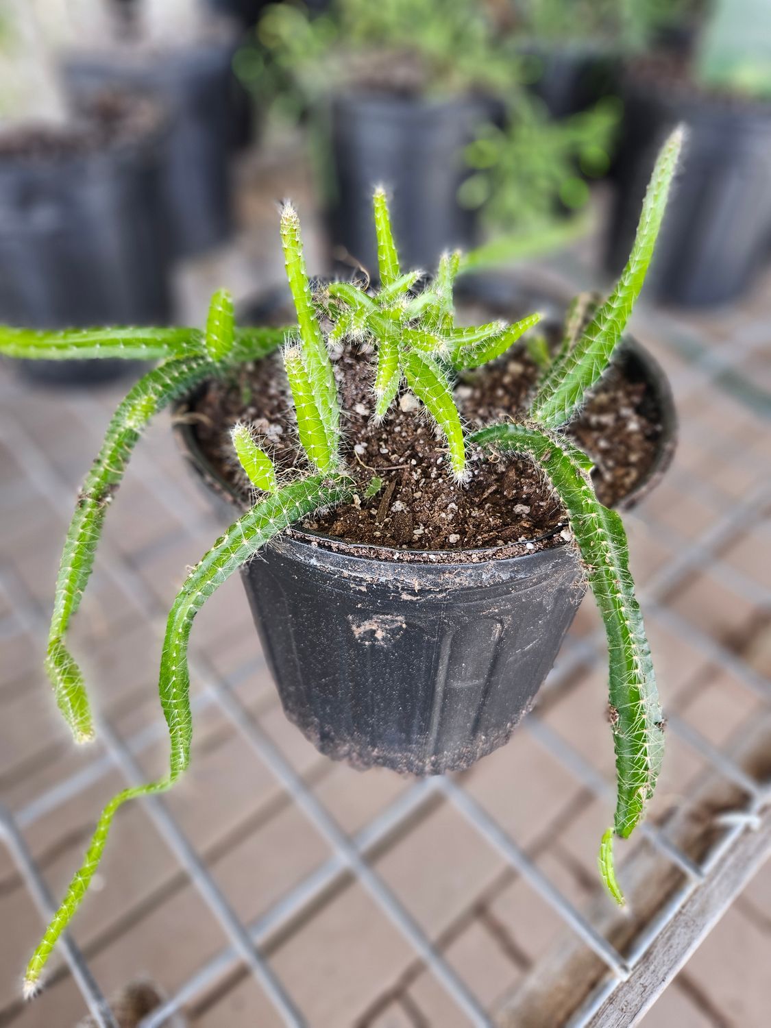 DOGS TAIL CACTUS