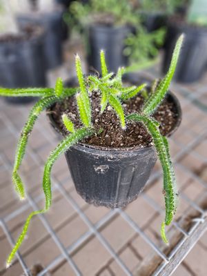 DOGS TAIL CACTUS