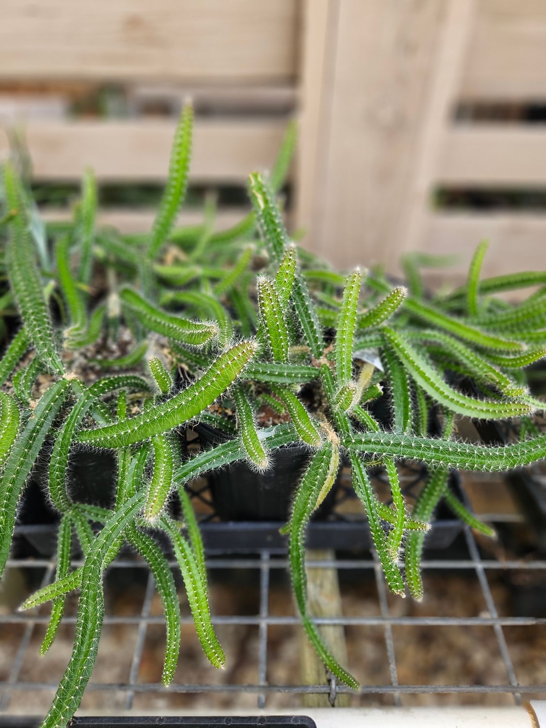 DOGS TAIL CACTUS