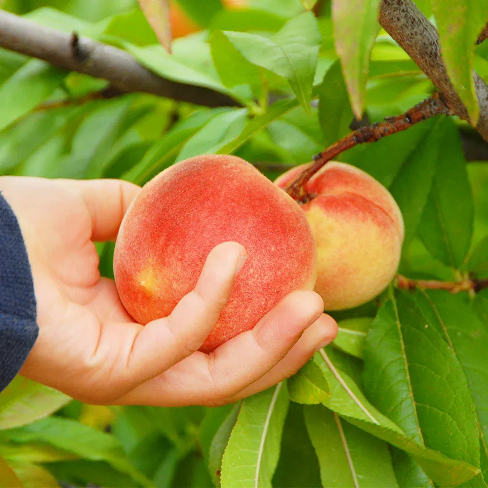 Peach, “June Gold”