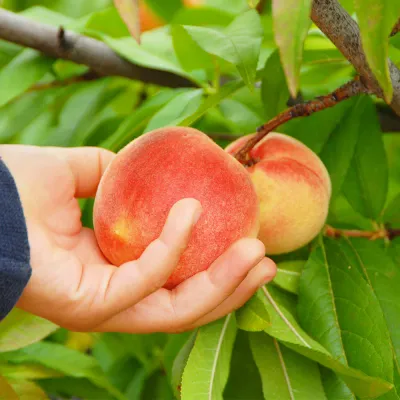 Peach, “June Gold”