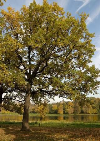 Cherry Bark Oak