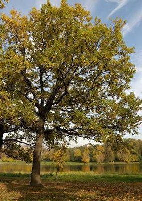 Cherry Bark Oak