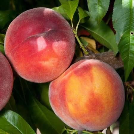 Peach, “Eva’s Pride”