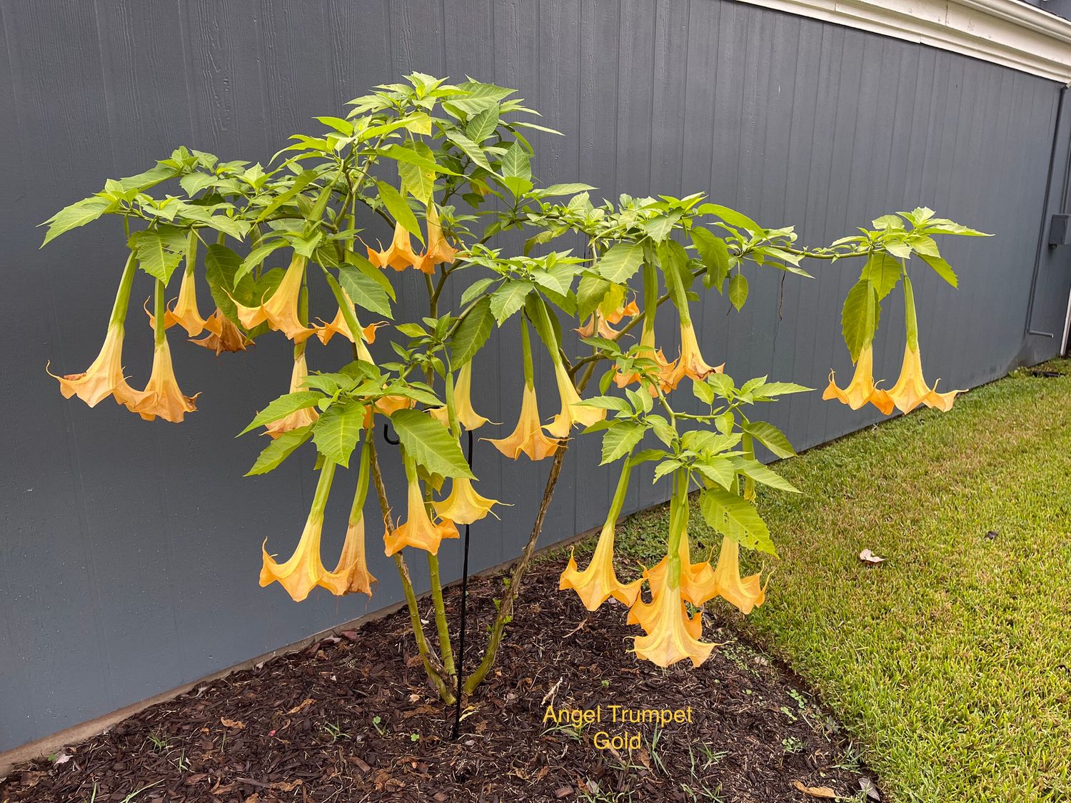 Angel Trumpet, Gold