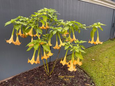 Angel Trumpet, Gold