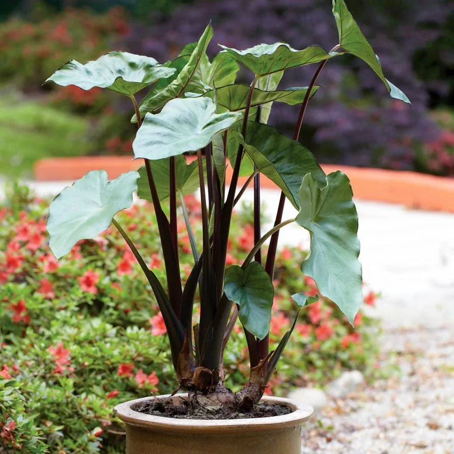 Elephant Ear, Blackstem