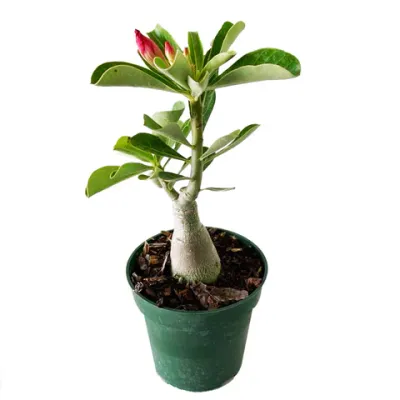 Desert Rose Red
