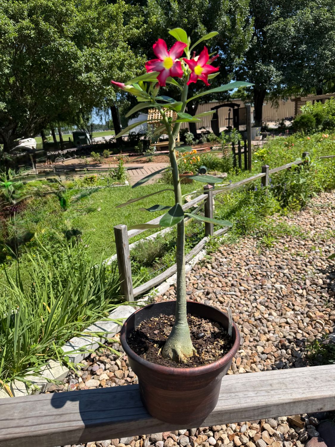 Desert Rose Red