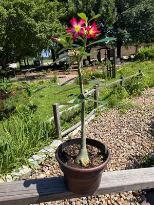 Desert Rose Red