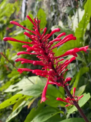 Firespike Red