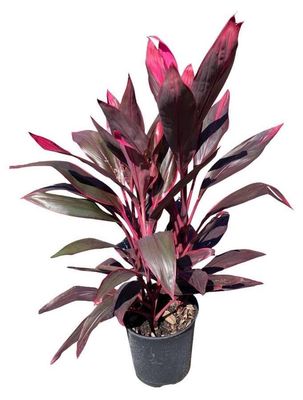 Hawaiian Ti Plant