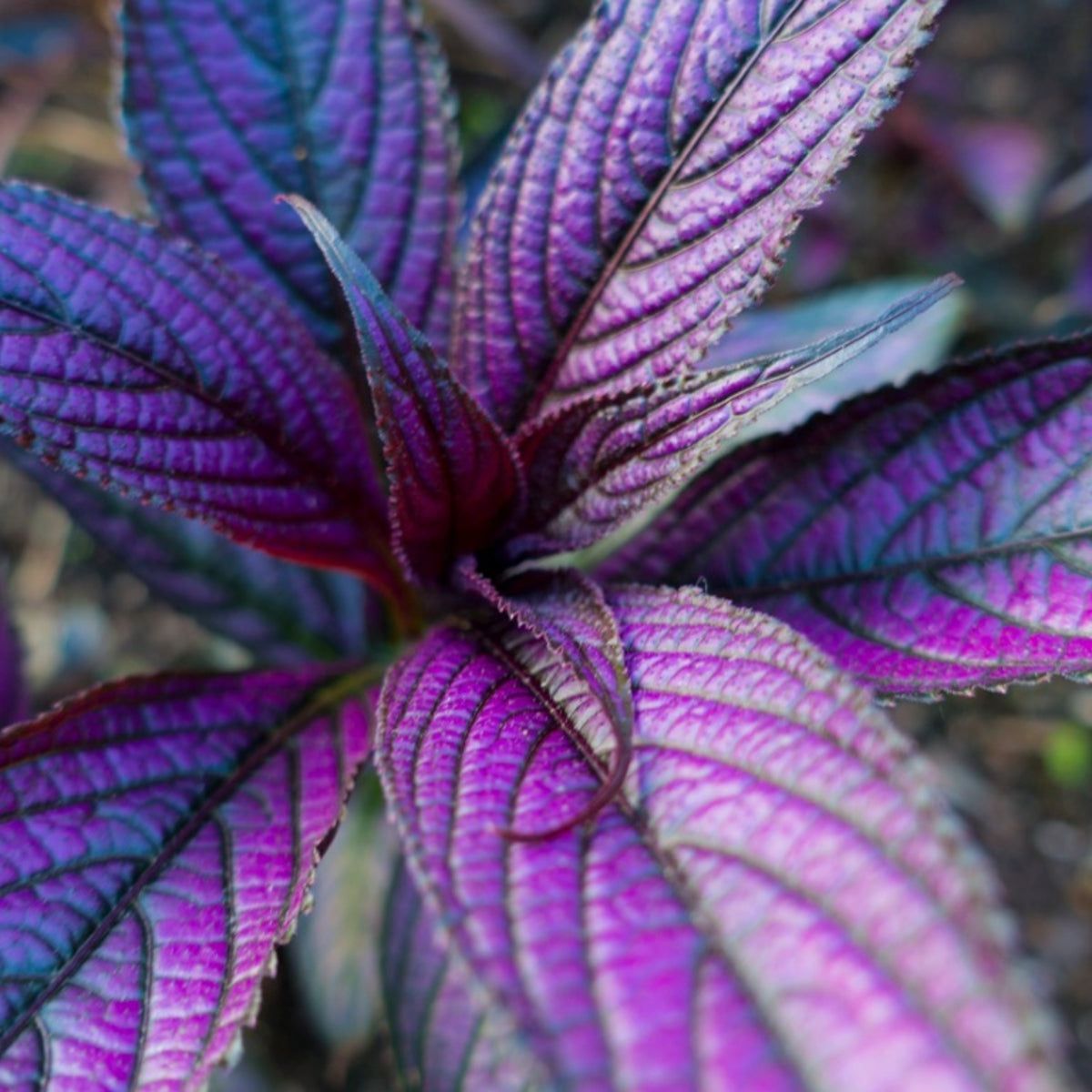 Persian Shield