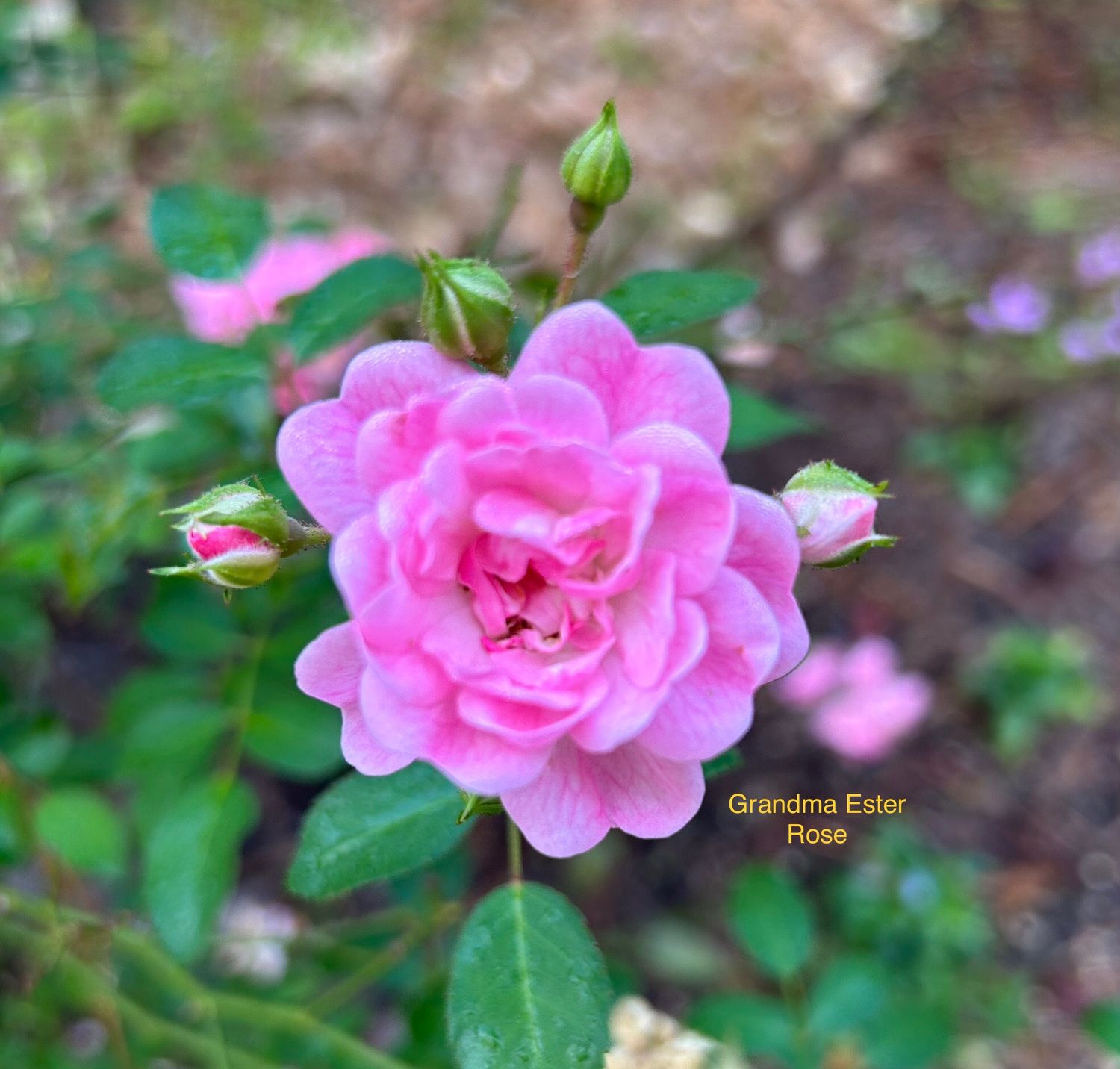 Rose Grandma Ester