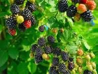 Blackberry, Caddo Thornless BARE ROOT