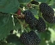 Blackberry, Prime-ark Traveler BARE ROOT