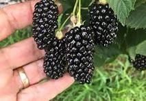 Blackberry, Big Daddy