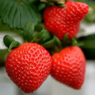 Strawberry, Allstar   BARE ROOT   10 plants