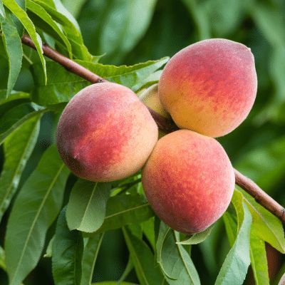 Peach Gulf King   BARE ROOT
