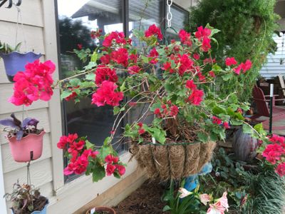 Bougainvillea Red