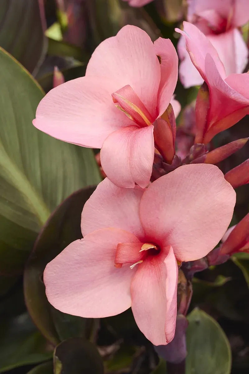 Canna Lily Bronze Peach