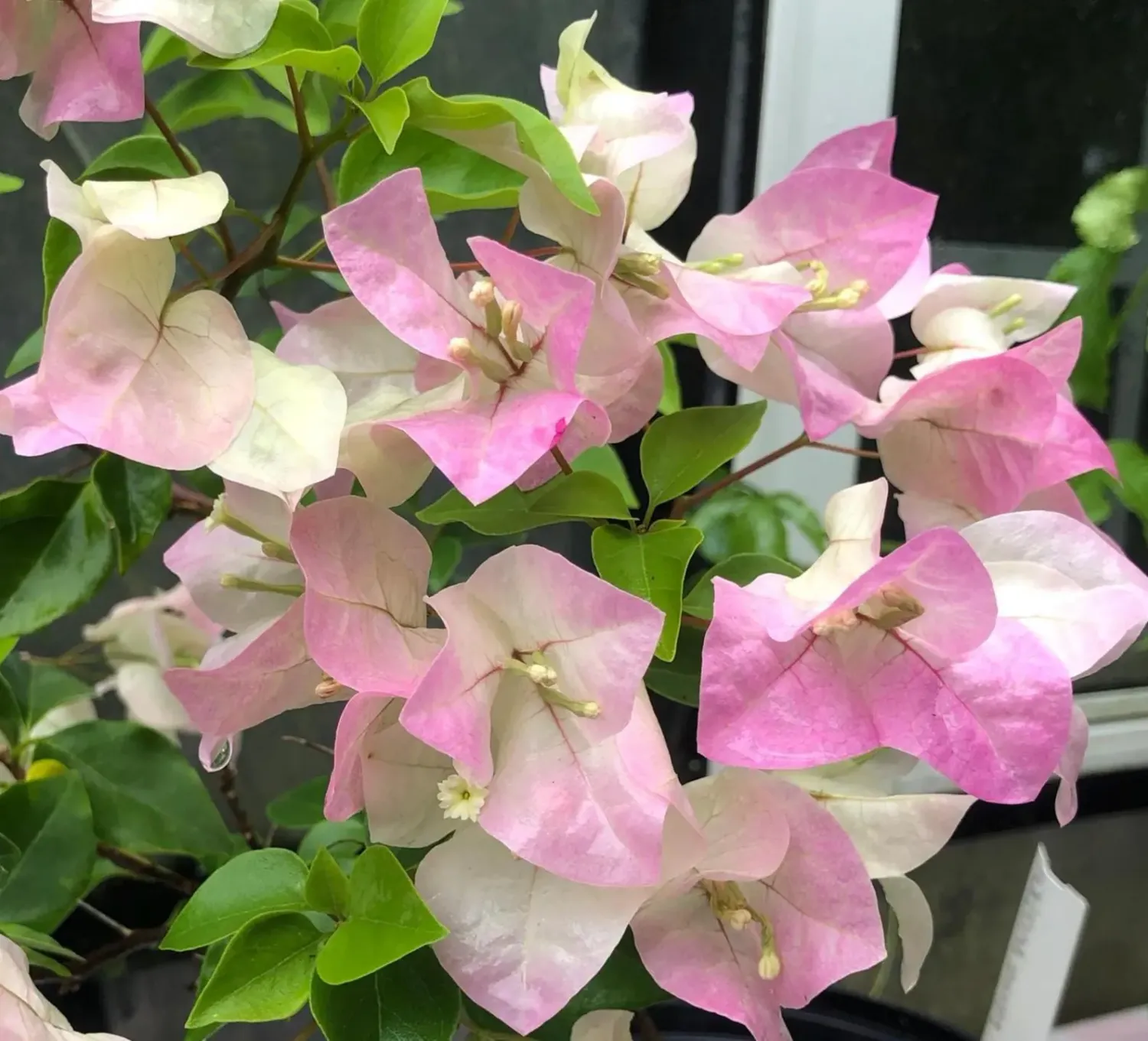 Bougainvillea White/Pink