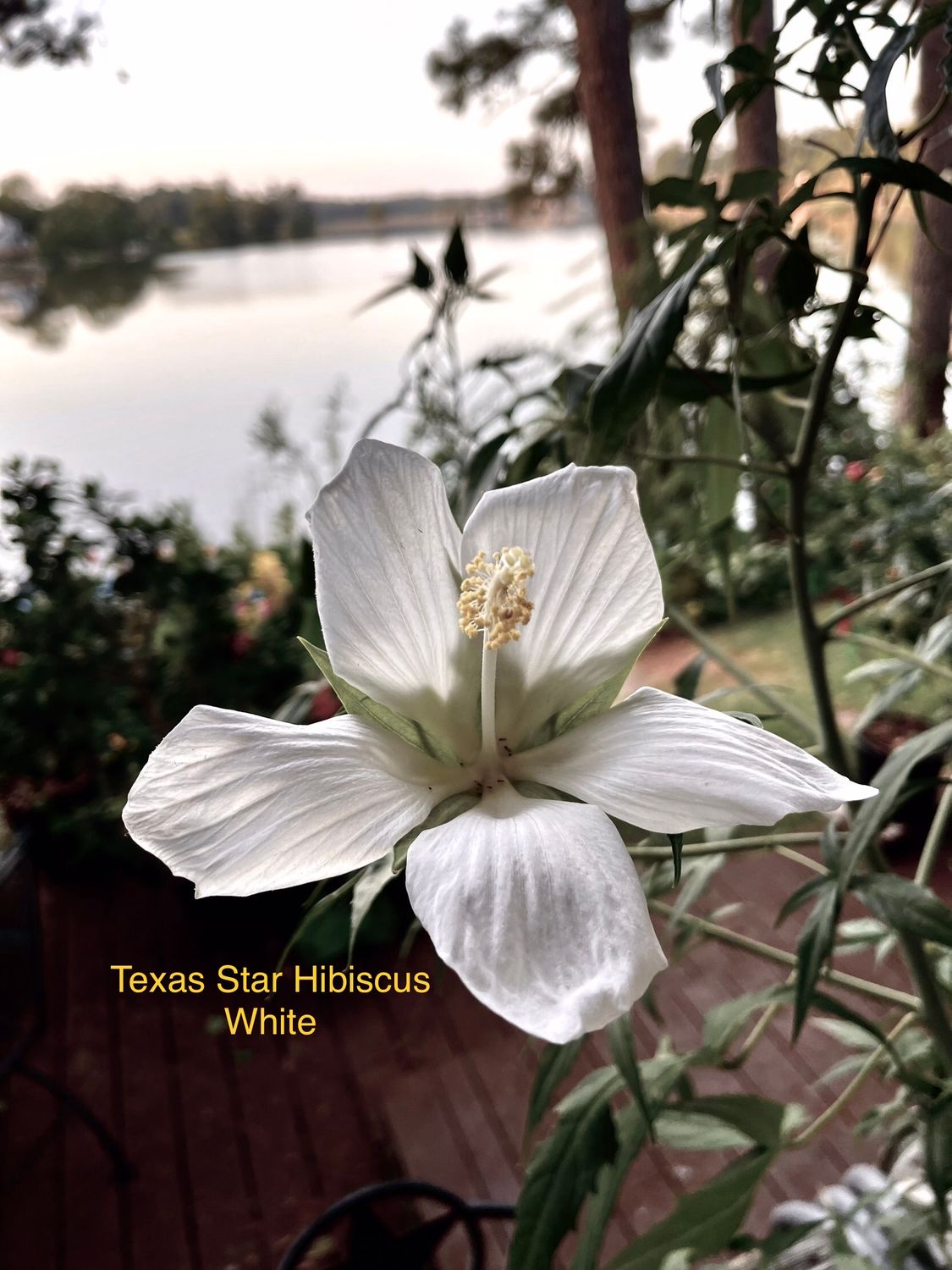 Texas Star Hibiscus, White