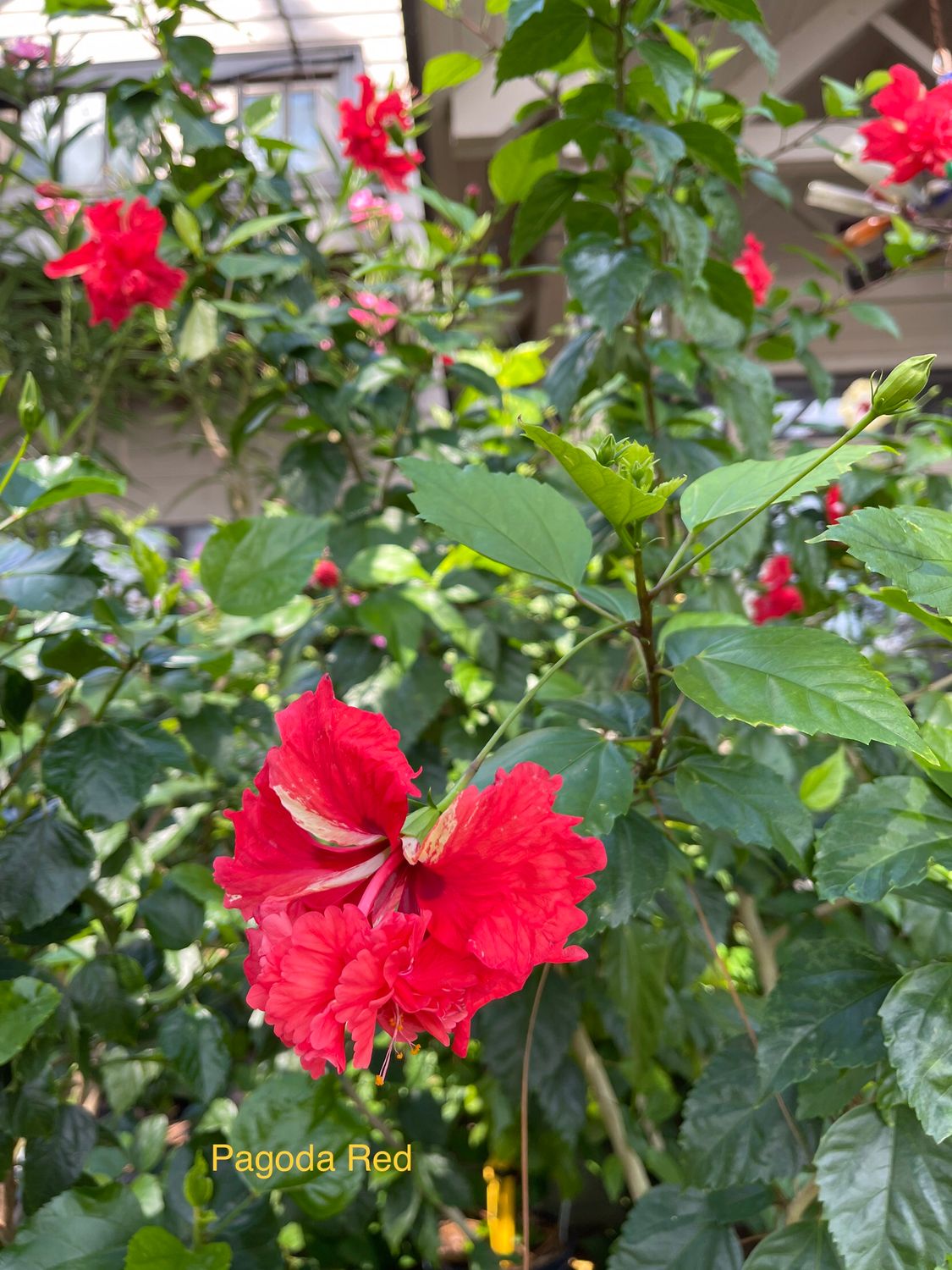 Hibiscus "Pagoda Red”