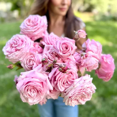 Rose, “Belinda's Dream”