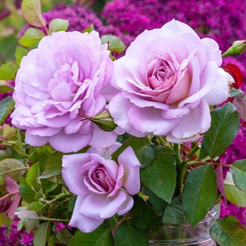 Rose “Silver Lining”