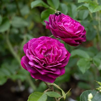 Rose “Celestial Night”