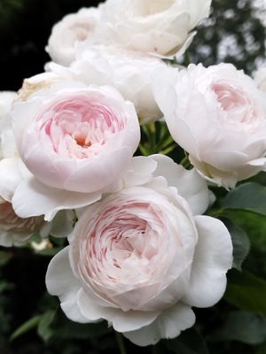 Rose “Parfuma Earth Angel”