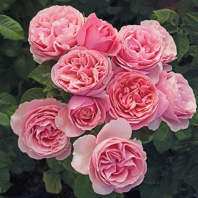 Rose “All Dressed Up”