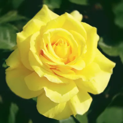 Rose “Sunsprite”