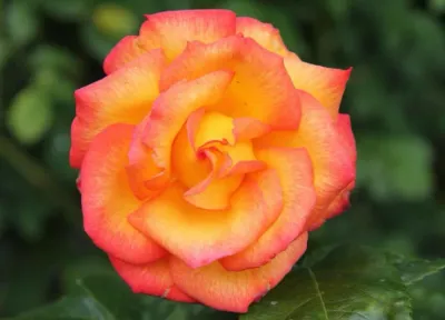 Rose “Rio Samba”