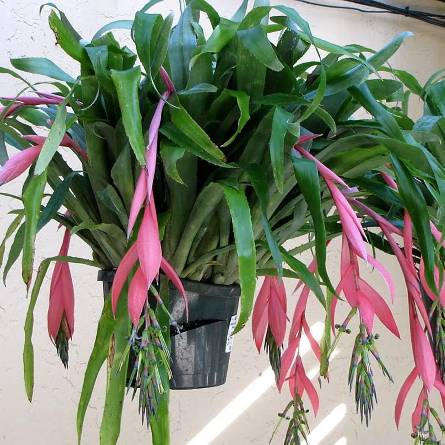 Bromeliad “Queen’s Tears”