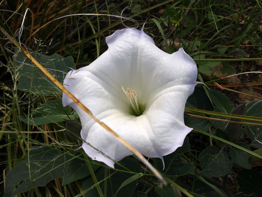 Datura wrightii