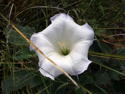 Datura wrightii