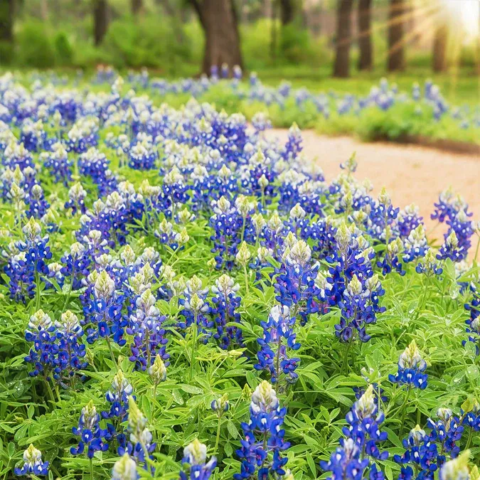 Texas Bluebonnet